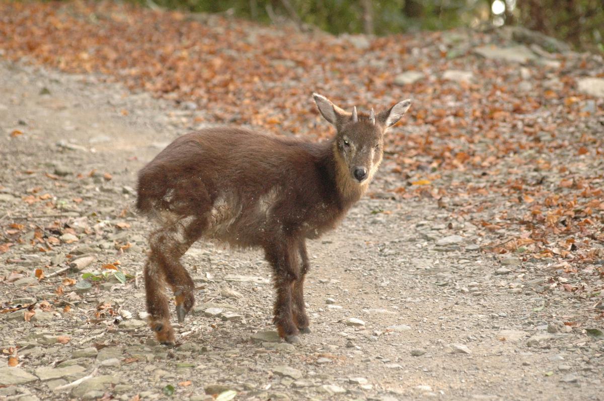 開放山林：傳染病篇】「愛我就不要靠近！」山羊、水鹿、獼猴，野生動物暗藏的人畜共通病原- 報導者The Reporter