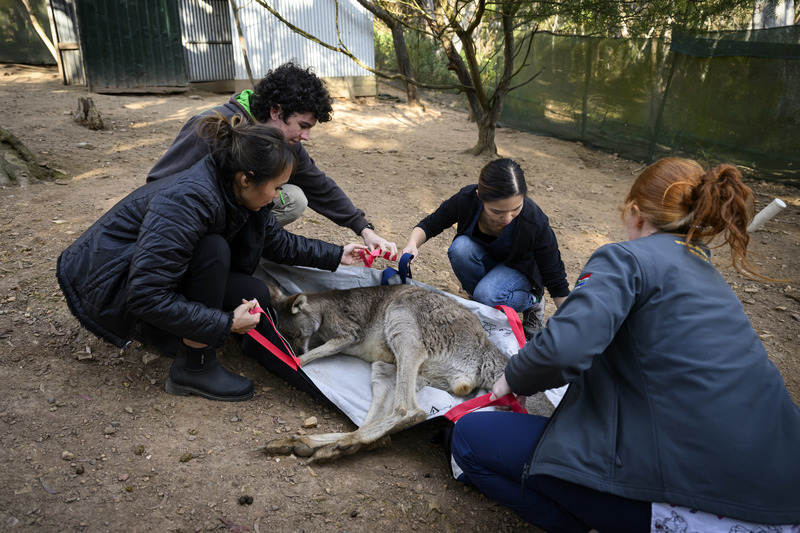 袋鼠救傷中心的義工和獸醫抬起一隻麻醉後的袋鼠，準備進行身體檢查。（攝影／George Chan）