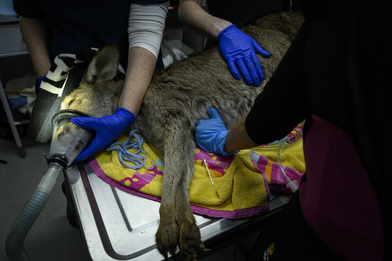 一隻名為莎莉（Sally）的袋鼠被麻醉後躺在手術床上，獸醫正為牠進行抽血與身體檢查。（攝影／George Chan）