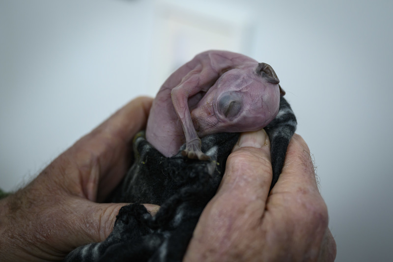 袋鼠救傷中心內一隻剛出生3、4天的袋鼠寶寶，眼睛尚未睜開，體型只有不到一個手掌心大。（攝影／George Chan）