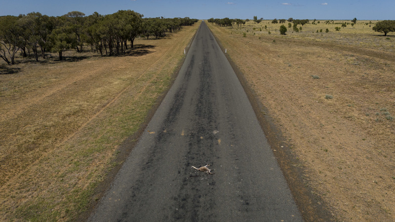 在澳洲公路上隨處可見遭到「路殺」的袋鼠屍體。（攝影／George Chan）