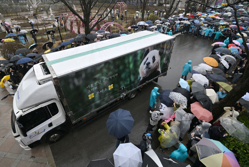 2024年4月3日是福寶離開出生地、被送回中國的日子，粉絲夾道送行，在韓國愛寶樂園門口排成長長的傘龍。（攝影／Lee Jin-man／AP Photo）