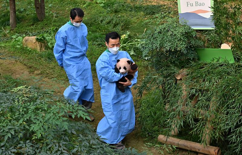 2020年11月4日，飼養員姜哲遠（右）抱著出生剛滿107天的福寶，在韓國愛寶樂園舉行的命名儀式現身。​（攝影／JUNG YEON-JE／AFP）