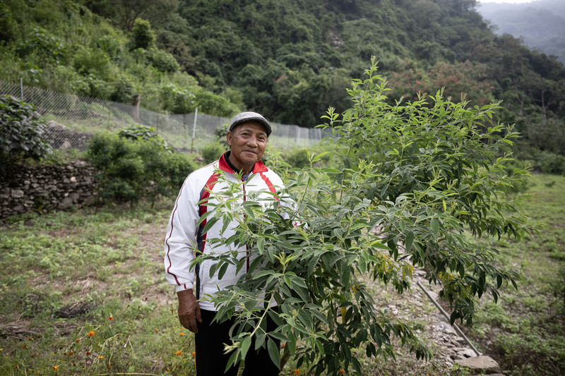 前霧台村村長巴山光將土地租給中山大學種小米，希望透過小米種植收成復振文化。（攝影／楊子磊）