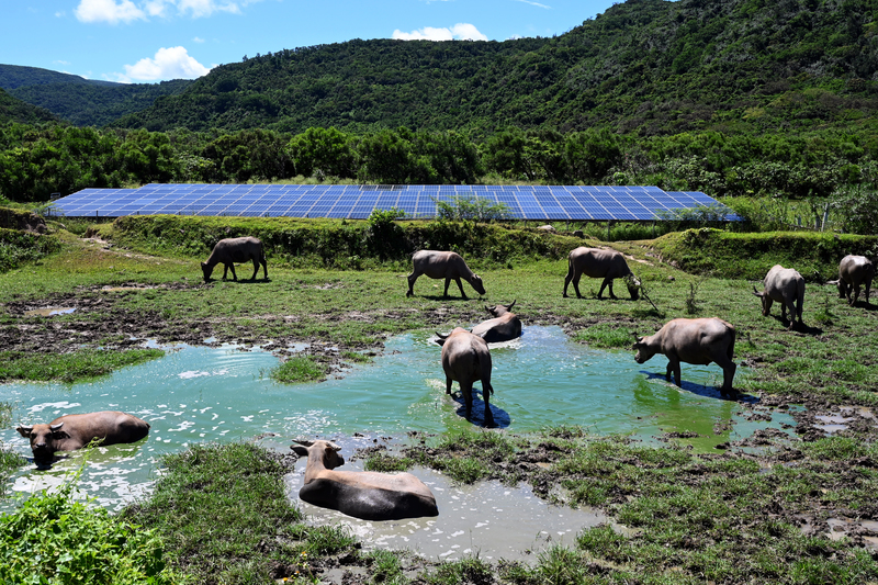 太陽能光板若過多土塵會影響太陽能板效率，若種植草可以減緩塵土遮蔽。但光板如果長期被雜草遮擋，被遮蔽的太陽能光板會產生「熱斑效應」毀損組件，影響發電效益。有民間業者發展出「牛電共生」的方式，藉由牛隻吃草，節省除草經費。（攝影／林彥廷）