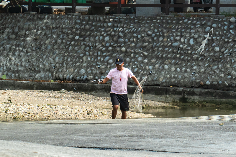 鴿賽另一章：擄鴿歹徒、跑鴿同盟，天降「鳥財」的離島特殊生態