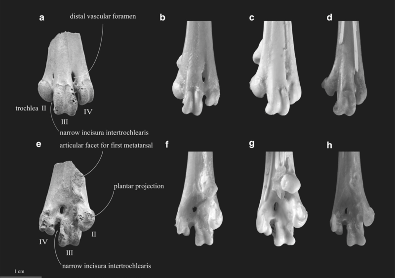 台灣首次發現的鳥類恐龍化石標本：隸屬於雉科的左腳一小段的跗蹠骨（a和e）。一起比對、分析的標本包含了台灣特有種的帝雉（b和f）、台灣特有種的藍腹鷴（c和g），還有環頸雉（d和h）。（圖片來源／Tsai and Mayr 2021 Journal of Ornithology）