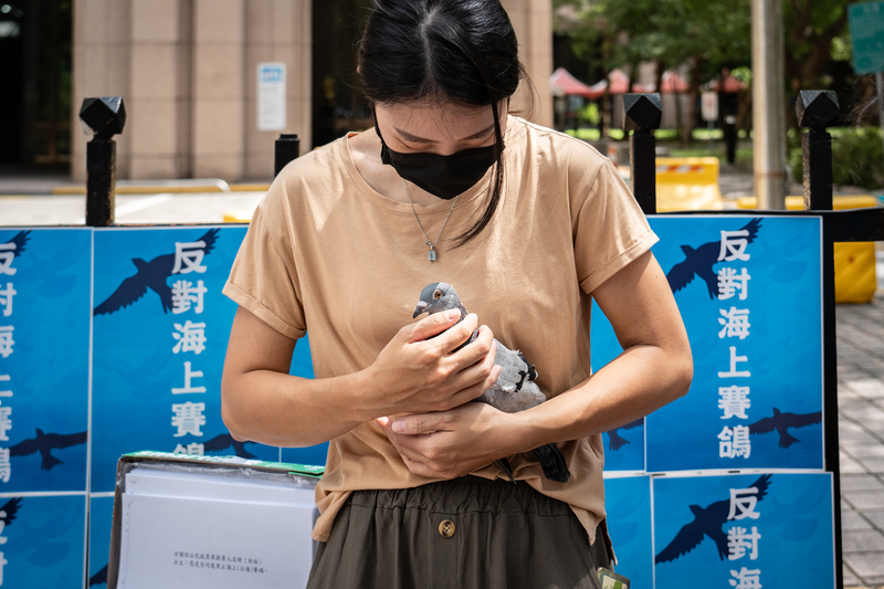 台灣首次禁止海上賽鴿公投遭駁回，鴿賽制度對話空間待開啟