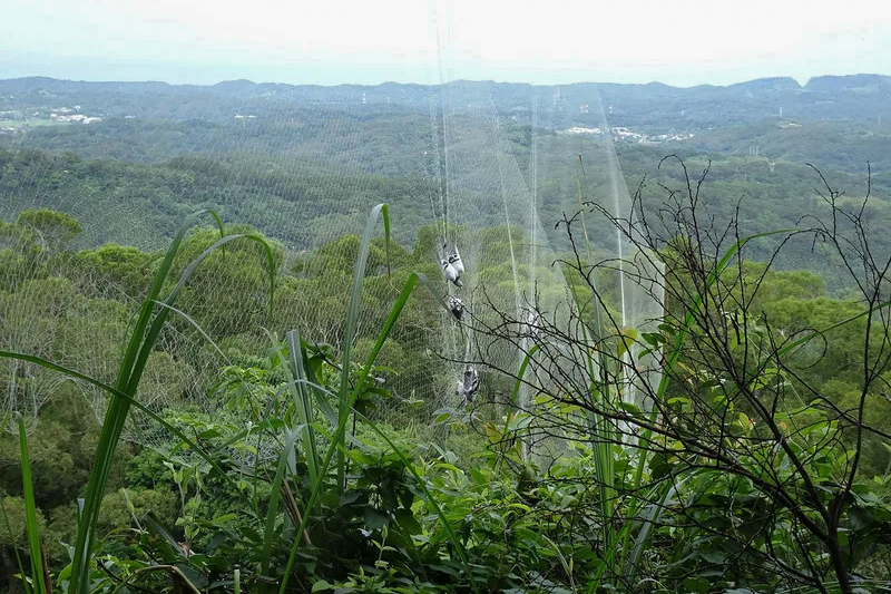 2018年9月5日，林務局新竹林管處在苗栗通霄山區巡查，赫見國有林地內遭人架設大型鳥網，網上7隻賽鴿有的已經死亡。（攝影／余建勳／中央社傳真）