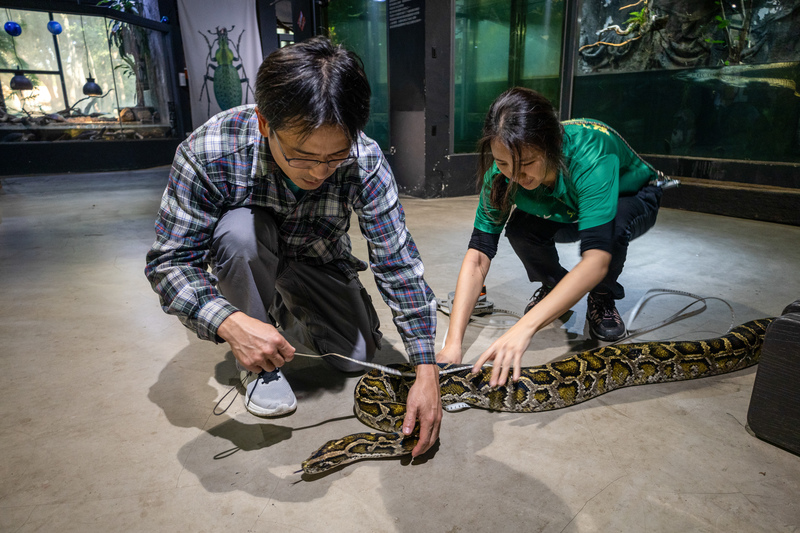 台灣昆蟲館創辦人柯心平（左）飼養了上百種特殊寵物，包含眼鏡凱門鱷、緬甸蟒與小袋鼠，他正在替緬甸蟒「阿萍」測量體長。（攝影／蔡昕翰）