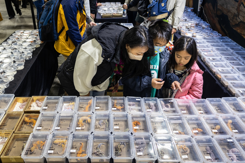 近年來兩棲爬蟲類的寵物展愈辦愈多、規模也愈來愈大，凸顯蛇類、蛙類、烏龜、守宮等特殊寵物在台灣的市場持續成長。（攝影／蔡昕翰）