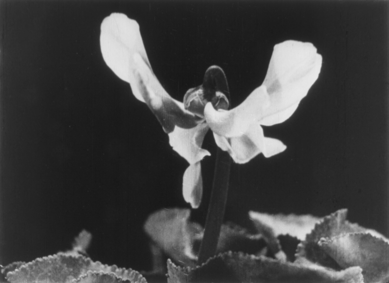 Still from the film La croissance des végétaux,（The Growth of Plants）／讓．科曼東（Jean Comandon）／© Musée Albert-Kahn／CD92