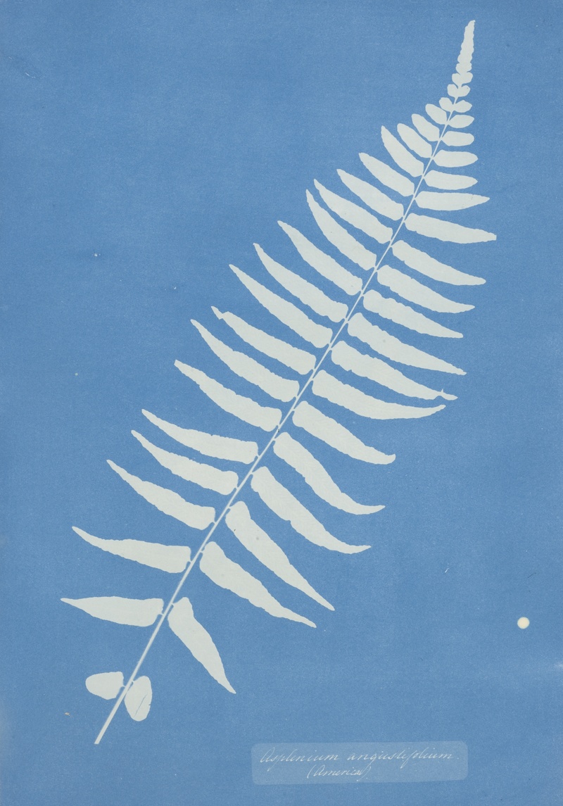 Asplenium angustifolium （Glade Fern）／安娜．阿特金斯（Anna Atkins）／Courtesy Wilson Centre for Photography