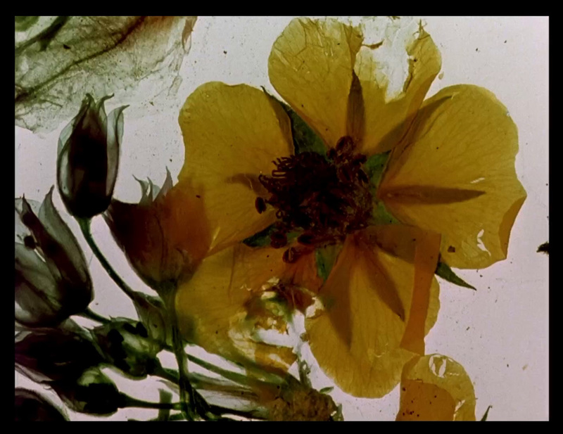 《人間樂園》（The Garden of Earthly Delights）／史丹．布拉哈奇（Stan Brakhage）／Courtesy of The Estate of Stan Brakhage／Marilyn Brakhage